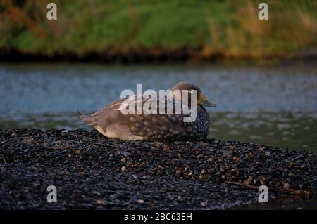 Fliegender Steamer-Duck in Torres Del Paine Chile sitzt am Wasser Stockfoto