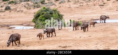 Addo Elephant National Park, Addo, Eastern Cape, Südafrika Stockfoto