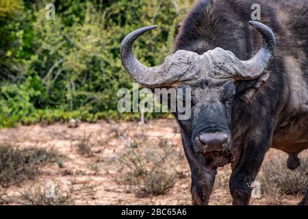 Addo Elephant National Park, Addo, Eastern Cape, Südafrika Stockfoto