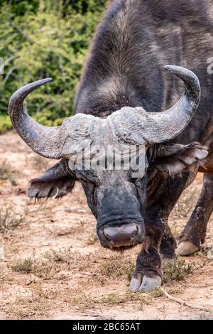 Addo Elephant National Park, Addo, Eastern Cape, Südafrika Stockfoto