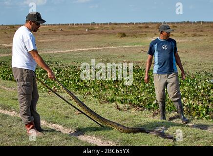 Zwei Männer fangen eine Anakonda, Eunectes murinus, Schlange, LOS LLANOS, Venezuela, Südamerika, Amerika Stockfoto