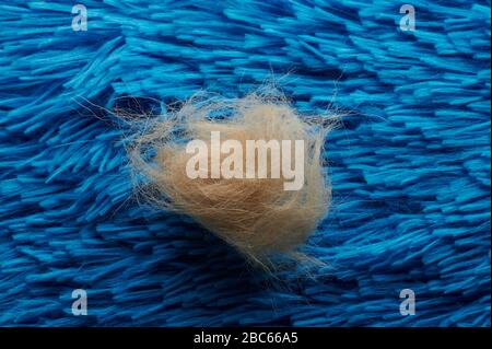 Auf dem blauen Teppich lag die Nahaufnahme von braunem Hundehaar Stockfoto