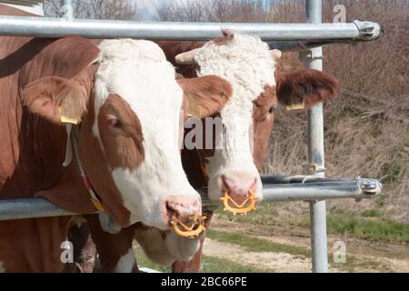 Porträt zweier simmentaler Cattles hinter einem Metallzaun in bayern, simmentaler Kühe blickt in der Frühlingssonne in die Kamera Stockfoto