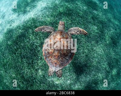 Grüne Schildkröte schwimmt über Seegras. In Puerto Rico eingenommen. Stockfoto