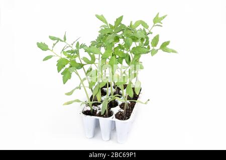 Baumschule - Gartenbau - Landwirtschaft - Tomatensämlinge im Tablett bereit zum Verpflanzen Stockfoto