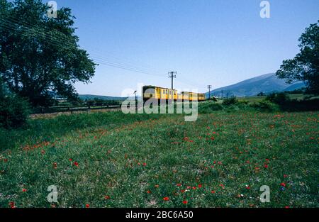 Der berühmte kleine Gelbe Zug oder Ligne de Cerdagne, vorbei an einem Feld von Mohn und Kornblumen in den französischen Pyrenäen (gescannt Fujichrome transparenc Stockfoto