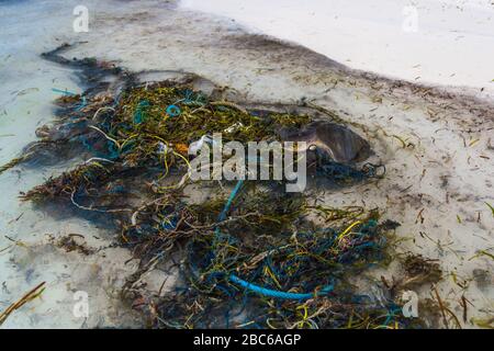 Meeresschildkröte mit Plastikmüll und Müllfangnetzen am Meeresstrand. Umweltproblem, Plastikverschmutzung Stockfoto