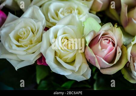 Mischen Sie natürliche Rosen aus nächster Nähe Stockfoto