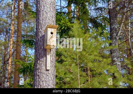 An einem sonnigen Tag hängt ein hausgemachtes Vogelhaus von einem Baum in einem Nadelwald. Stockfoto