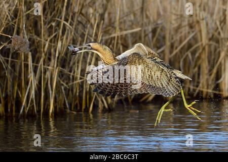 Großes Bittern, ein Wattvogel mit Fischen im Schnabel, nimmt ab Stockfoto