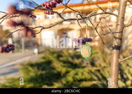 Vogelfutter, Nuss, Rosinen, gemischte Samen, fetter Ball für die Fütterung wilder Gartenvögel, die im Winter oder Frühjahr an Ästen hängen. Stockfoto