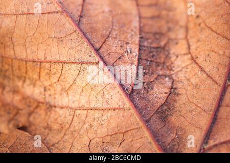Hintergrundbeleuchtete Nahaufnahme Skelett von Herbstblatt im Garten. Herbst Winter Makro Foto Stockfoto