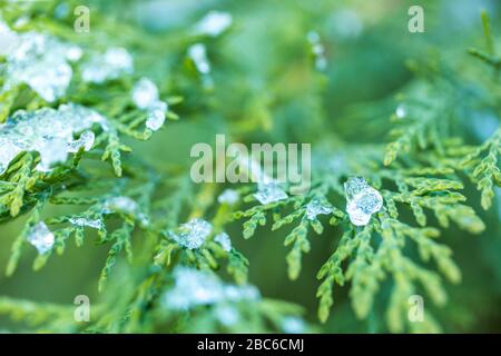 Winterlandschaft.Winterlandschaft mit gefrorenen Blumen und Winter trockenen Pflanzen Stockfoto