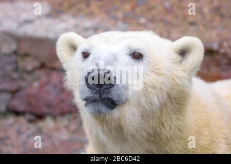 Bild der Fang eines wilden Tieres Polar Bear Stockfoto