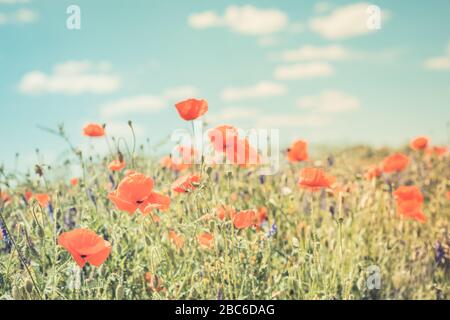 Mohn Blumen retro Vintage Sommer Hintergrund, geringe Schärfentiefe mit roten Blumen auf grünem Hintergrund Stockfoto