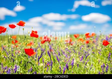 Mohn blüht den Himmel. Schönes Feld von Mohnblumen im Frühjahr. Verschwommene abstrakte Sommerwiese mit hellen Blüten. Erstaunliche Sommer Natur Nahaufnahme Stockfoto