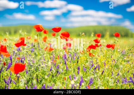 Mohn blüht den Himmel. Schönes Feld von Mohnblumen im Frühjahr. Verschwommene abstrakte Sommerwiese mit hellen Blüten. Erstaunliche Sommer Natur Nahaufnahme Stockfoto