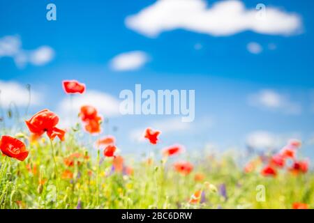 Mohn blüht den Himmel. Schönes Feld von Mohnblumen im Frühjahr. Verschwommene abstrakte Sommerwiese mit hellen Blüten. Erstaunliche Sommer Natur Nahaufnahme Stockfoto
