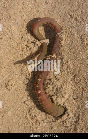 Yachthafen Lugworm Arenicola Stockfoto