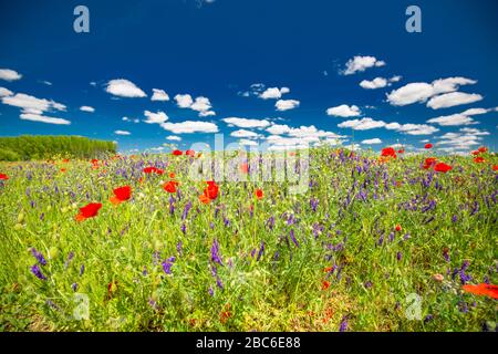 Schöne Sommer Wiese Natur. Frühling und Sommer Mohn Blüten unter blauem Himmel und Sonnenlicht. Idyllische Sommer-Naturlandschaft, rote Mohnblumen Stockfoto