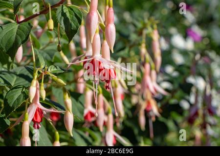 Fuchsia in der Blüte auf einer Pflanze in einem englischen Landgarten im Sommer Stockfoto