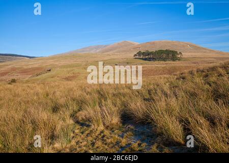 Blick auf die unteren Hänge des Corbett Cairnsmore von Carsphain und den Hügel Willieanna Stockfoto