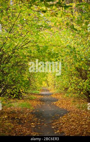 Baumgesäumter Pfad entlang des Fife Coastal Path, Fife, Schottland Stockfoto