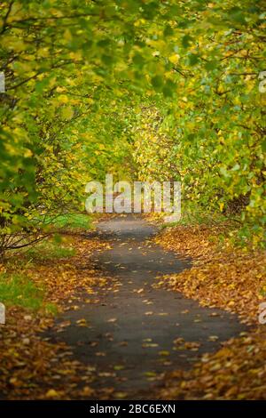 Baumgesäumter Pfad entlang des Fife Coastal Path, Fife, Schottland Stockfoto