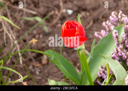 Nahansicht einer geschlossenen roten Tulpe im Garten im Freien Stockfoto