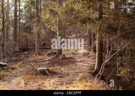 Bergweg im Wald. Schöne landschaftlich, romantische Waldlandschaft. Wurzeln von Bäumen und Steinen auf dem Weg in wildem Holz. Schwarzwald Stockfoto