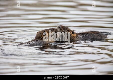 Zwei Nutrias (Myocaster Coypus) schwimmen in einem See im Naturschutzgebiet Moenchbruch bei Frankfurt am Main. Stockfoto
