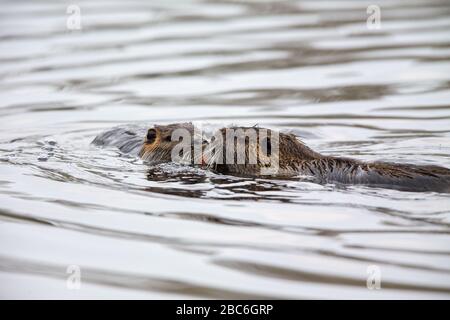 Zwei Nutrias (Myocaster Coypus) schwimmen in einem See im Naturschutzgebiet Moenchbruch bei Frankfurt am Main. Stockfoto