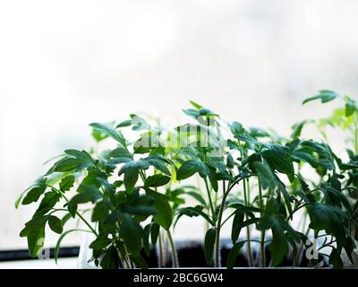 Einweg-Lebensmittelbehälter aus Tomaten auf der Fensterbank einsickern. Quarantäne-Coronavirus hat den Ansatz der Gartenarbeit für viele Bürger geändert. Sie sind gezwungen, Sämlinge auf Balkons und Fenstersimsen von mehrstöckigen Gebäuden anzubauen. Stockfoto