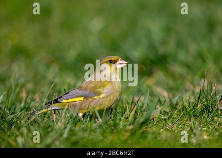 Europäischer Grünfinch (Chloris chloris) im Garten im Frühjahr. Stockfoto