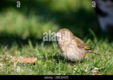 Europäischer Grünfinch (Chloris chloris) im Garten im Frühjahr. Stockfoto