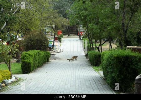 (200403) - ISLAMABAD, 3. April 2020 (Xinhua) - eine Katze und ein Affe werden am leeren Touristenort Daman-e-Koh während einer teilweisen Sperrung als präventive Maßnahme gegen die COVID-19 in Islamabad, Pakistan, 2. April 2020 gesehen. (Xinhua/Ahmad Kamal) Stockfoto