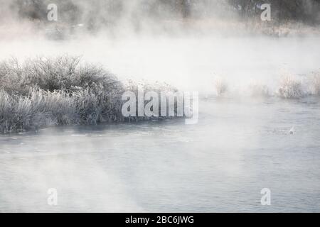 Bäume und Schilf sind mit Schnee bedeckt, und der Fluss hat Wassernebel. Soyang River, Chuncheon City, Korea Stockfoto