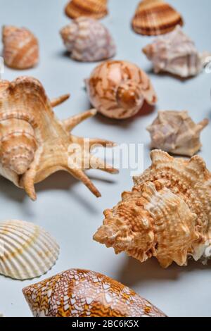 Mischung aus Muscheln auf blauem Papierhintergrund Stockfoto