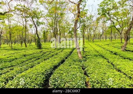 Gepflegte Reihen von Teebüschen, die auf einer großen Teeplantage in der Nähe des Kaziranga National Park, Assam, Nordostindien, wachsen Stockfoto