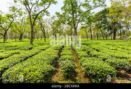 Gepflegte Reihen von Teebüschen, die auf einer großen Teeplantage in der Nähe des Kaziranga National Park, Assam, Nordostindien, wachsen Stockfoto