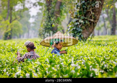 Junge Frau, die einen großen Korbhut trägt, der als Picker auf einer Teeplantage arbeitet, die Teeblätter in der Nähe des Kaziranga National Park, Assam, Nordostindien pflückt Stockfoto