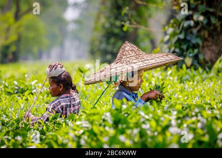 Junge Frau, die einen großen Korbhut trägt, der als Picker auf einer Teeplantage arbeitet, die Teeblätter in der Nähe des Kaziranga National Park, Assam, Nordostindien pflückt Stockfoto