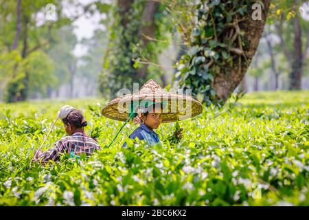 Junge Frau, die einen großen Korbhut trägt, der als Picker auf einer Teeplantage arbeitet, die Teeblätter in der Nähe des Kaziranga National Park, Assam, Nordostindien pflückt Stockfoto