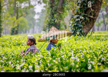 Junge Frau, die einen großen Korbhut trägt, der als Picker auf einer Teeplantage arbeitet, die Teeblätter in der Nähe des Kaziranga National Park, Assam, Nordostindien pflückt Stockfoto