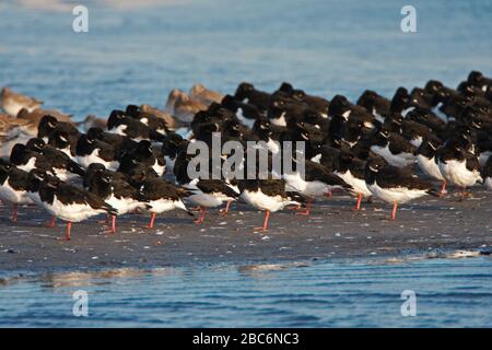 OYSTERCATCHER (Haematopus ostralegus) strömen mit Knoten in einer teilweise überfluteten Ausgrabung, East Lothian, Großbritannien. Stockfoto