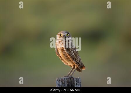 ATHENE CUNICULARIA, DIE OWL, Speotyto cunicularia, Athene cunicularia, LLANOS, Venezuela, Südamerika, Amerika GRASST Stockfoto