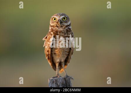 ATHENE CUNICULARIA, DIE OWL, Speotyto cunicularia, Athene cunicularia, LLANOS, Venezuela, Südamerika, Amerika GRASST Stockfoto