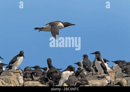 GUILLEMOT (Uria Aalge) fliegt über die überfüllte Brutkolonie, Großbritannien. Stockfoto