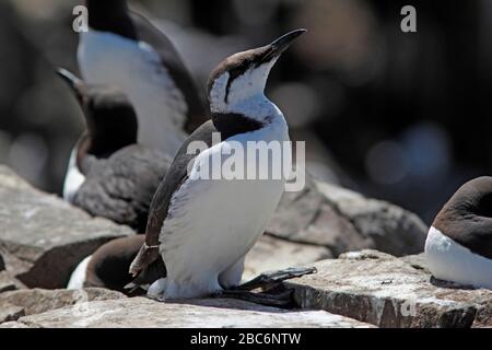 GUILLEMOT (Uria aalge) im nicht-züchtenden (Winter-)Gefieders, Großbritannien. Stockfoto