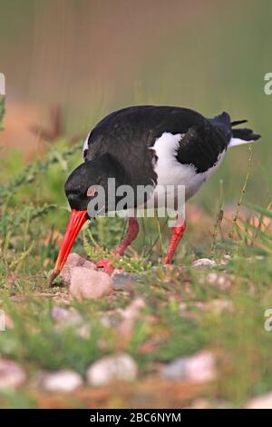 OYSTERCATCHER (Haematopus ostralegus) Fang Beute, Kaithness, Großbritannien. Stockfoto